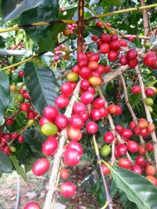 延伸閱讀：世界咖啡樹種,咖啡你知道多少呢?