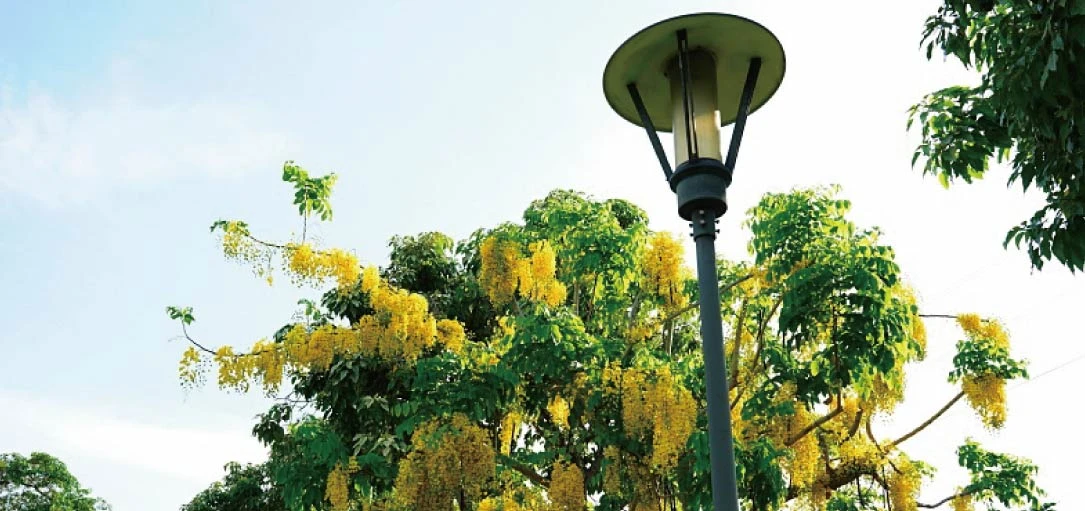 台中太平新福公園阿勃勒盛開中，給你滿滿的「浪漫黃金雨」