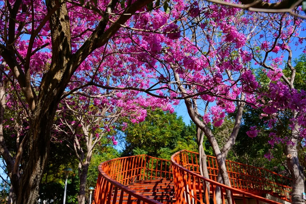 三甲公園,洋紅風鈴木,台中洋紅風鈴木,紅花風鈴木,台中賞花景點