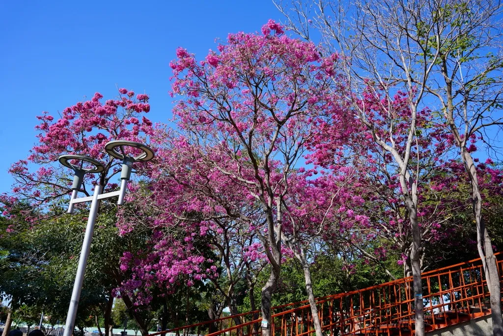 三甲公園,洋紅風鈴木,台中洋紅風鈴木,紅花風鈴木,台中賞花景點