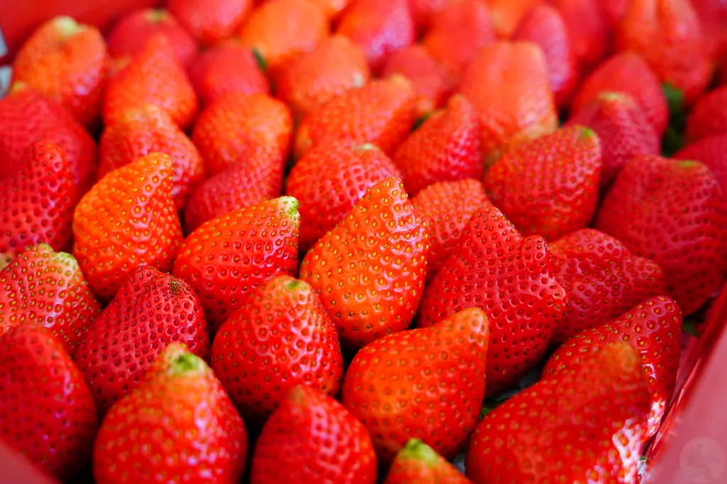兩津草莓園,草坪頭-兩津草莓園,草坪頭草莓,草坪頭摘草莓,草坪頭採草莓,草莓冰淇淋