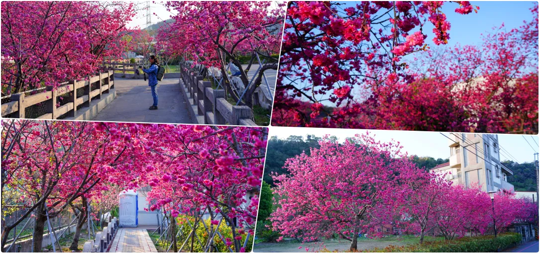 網站近期文章：2024泰安派出所櫻花季｜為期12天，近千棵櫻花免費欣賞