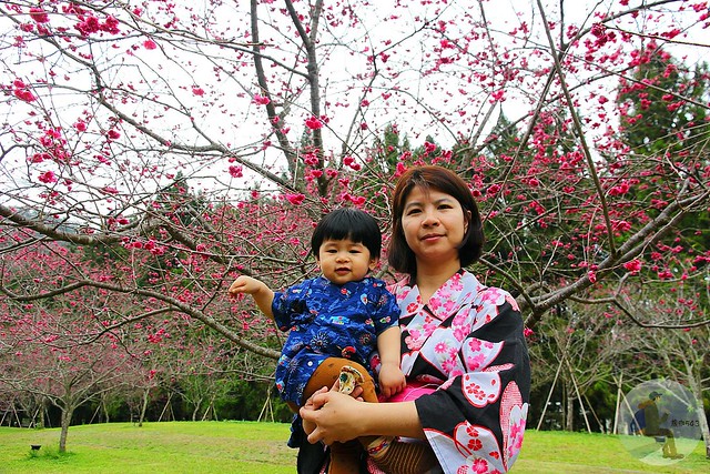 九族文化村櫻花祭
