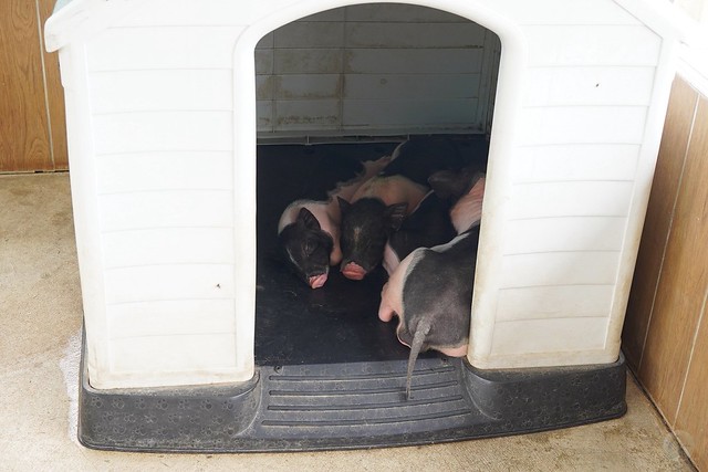 三隻小豬觀光農場