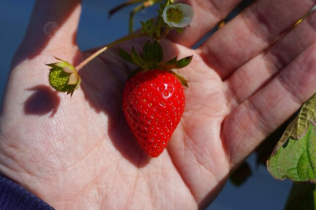 春香草莓農場