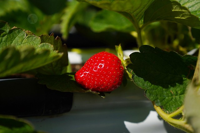 春香草莓農場