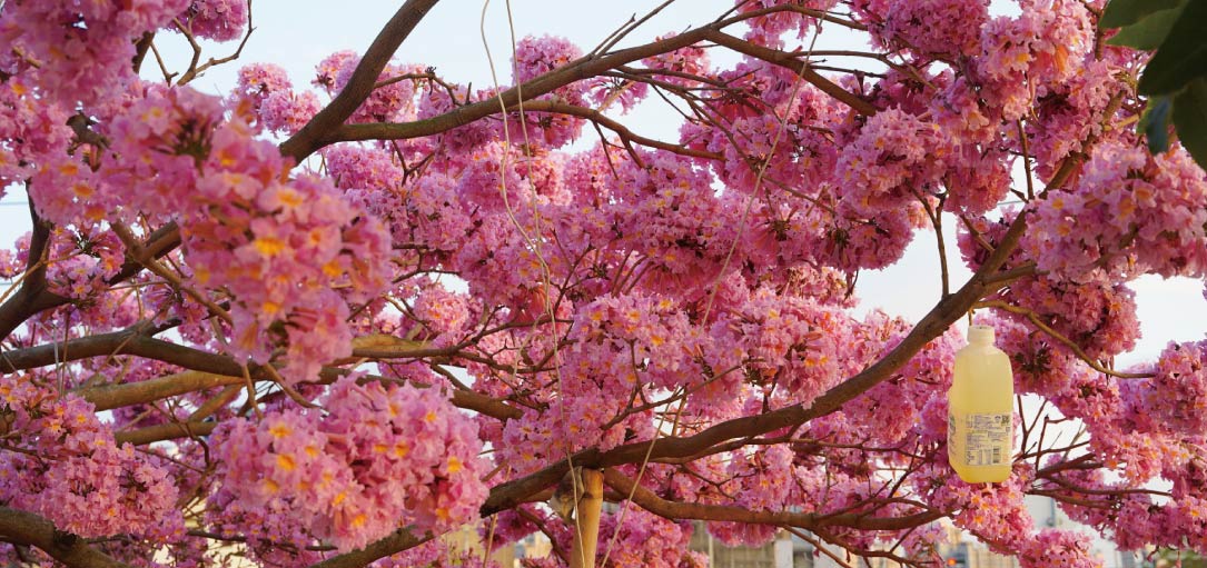 中台灣觀賞洋紅風鈴木私房景點，粉紅花垂落在紅磚牆外，粉嫩登場